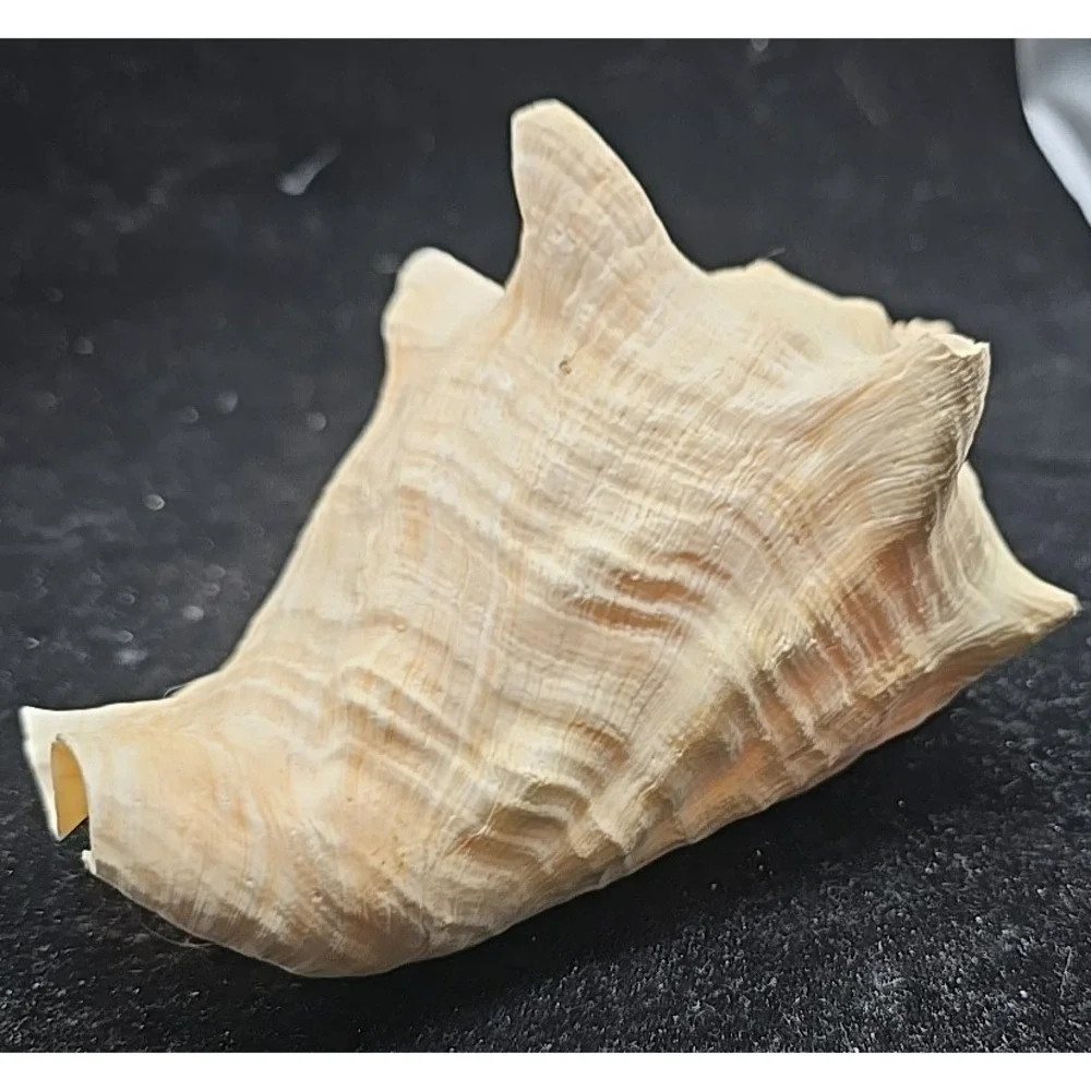 Large Queen Conch Shell 7